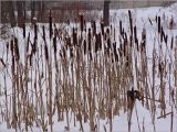 Typha latifolia