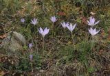 Crocus speciosus