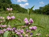 Phlomis taurica. Верхушки побегов с соцветиями. Краснодарский край, Крымский р-н, окр. станицы Неберджаевская, вершина горы Вышка, разнотравный луг, ≈ 350 м н.у.м. 05.06.2016.