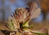 Artemisia japonica