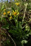 Senecio grandidentatus. Верхушка цветущего растения. Ростовская обл., Азовский р-н, окр. хутора Марков, берег реки Мокрая Чубурка. 21.09.2017.