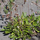 genus Dryas