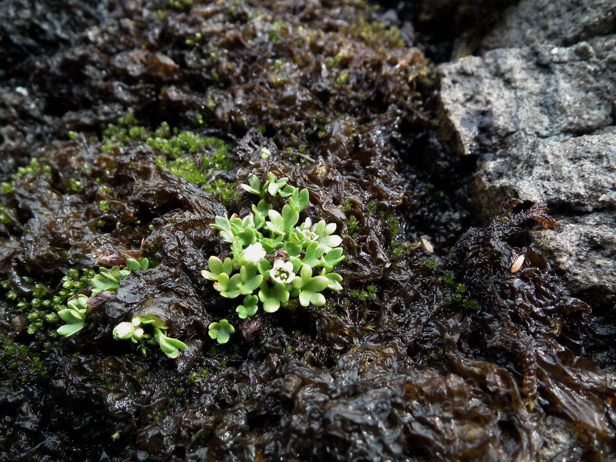 Изображение особи Saxifraga rivularis.