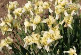 Iris flavescens