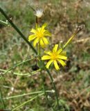 Chondrilla juncea. Распустившиеся и нераспустившееся (справа) соцветия и соплодие (вверху). Западный Крым, г. Саки, пустырь у пансионата \"Тонжер\". 24.08.2011.