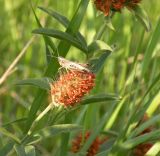 Trifolium alpestre