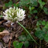 Trifolium repens