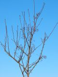 Sorbus aucuparia. Крона молодого дерева до распускания листьев. Санкт-Петербург. 25 апреля 2009 г.