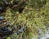 Pinus pinea. Ветви с микростробилами. Франция, Лазурный Берег, г. Антиб, мыс Антиб, посадки вдоль дороги. 21.06.2012.