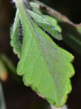 Teucrium divaricatum