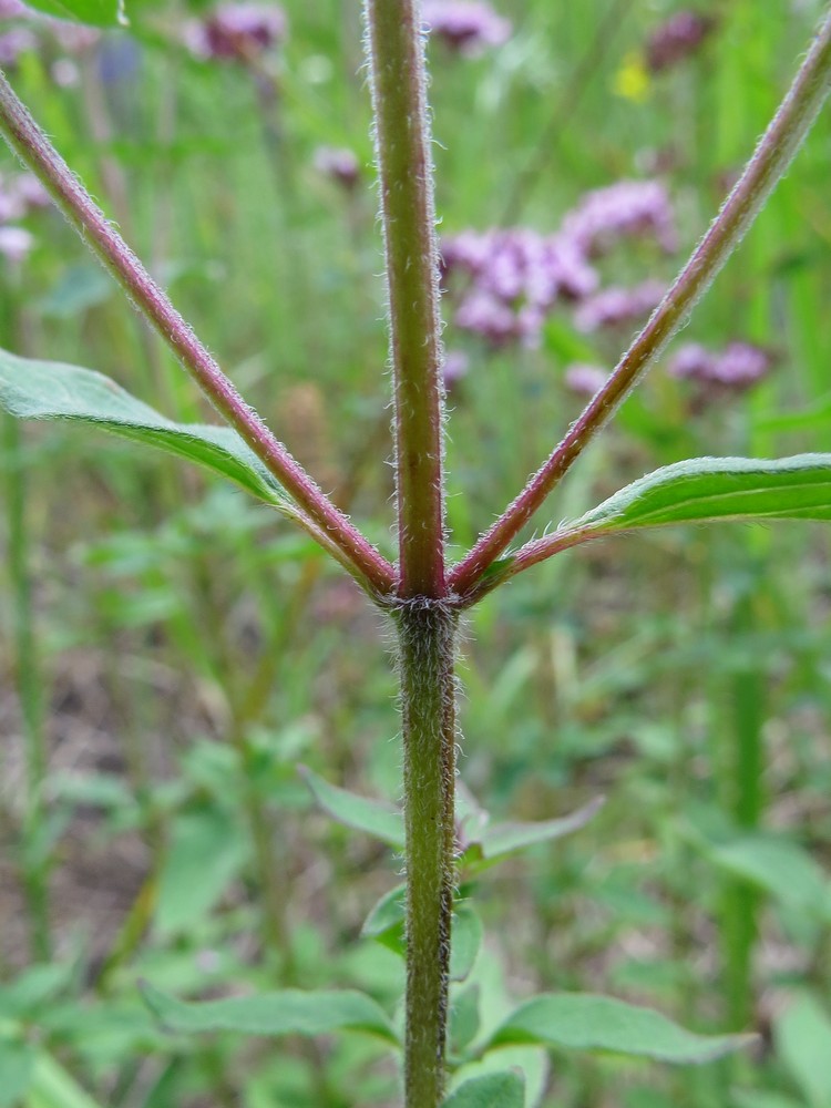 Изображение особи Origanum vulgare.