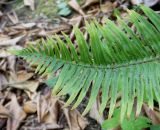 Polystichum munitum. Верхняя часть вайи. Германия, г. Дюссельдорф, Ботанический сад университета. 04.05.2014.