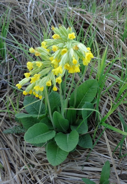 Изображение особи Primula veris.