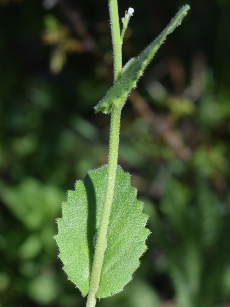 Image of Arabis montbretiana specimen.