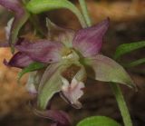 Epipactis distans. Цветок. Крым, окр. Ялты, ущ. Учкош, сосновый лес. 5 июля 2015 г.