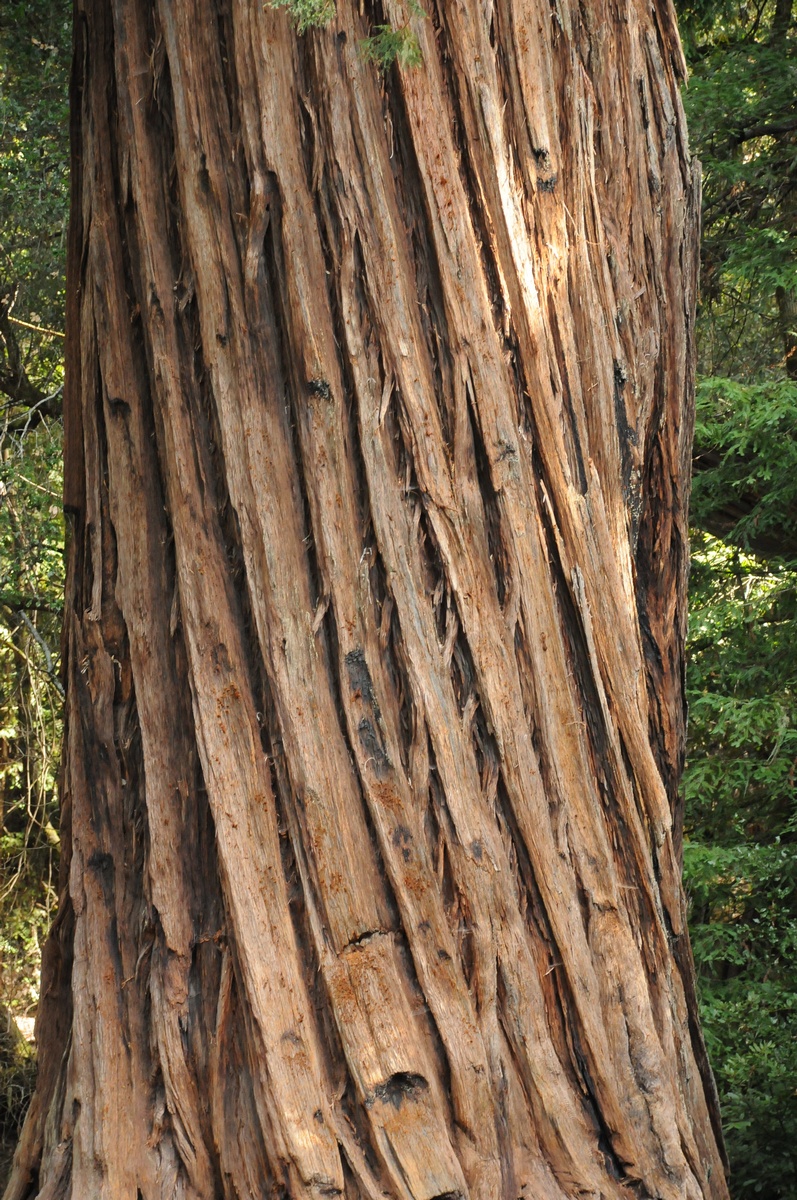 Image of Sequoia sempervirens specimen.