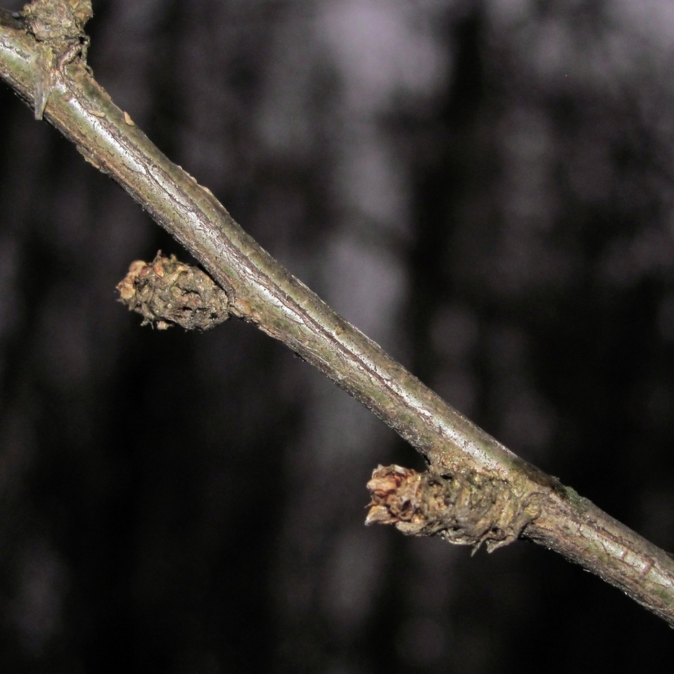 Изображение особи Caragana arborescens.