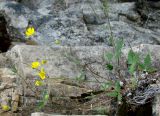 Potentilla arenosa