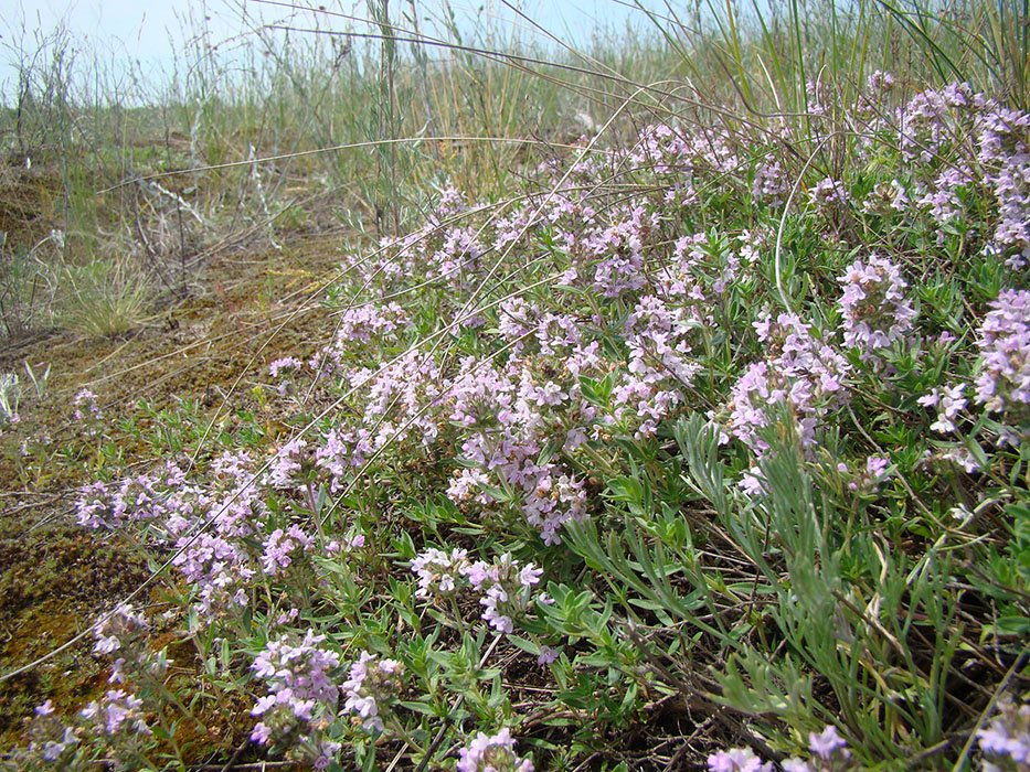 Изображение особи Thymus pallasianus.