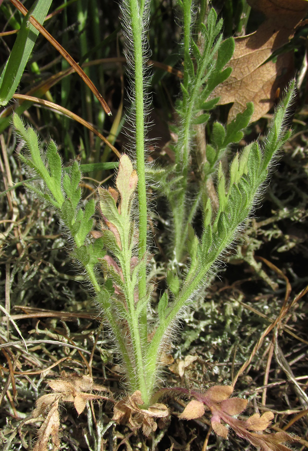 Image of Papaver albiflorum specimen.