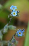 Myosotis micrantha. Цветки. Республика Адыгея, г. Майкоп, южная окраина города, на осыпи обрыва у дубово-грабово-букового леса. 14.05.2016.