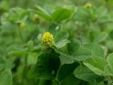 Medicago lupulina. Соцветие. Приморье, Находкинский городской округ, окр. пос. Авангард, у дороги. 04.07.2016.