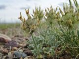 Astragalus dilutus