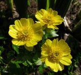 Ranunculus altaicus