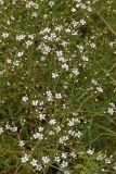 Acanthophyllum gypsophiloides. Верхушки побегов с соцветиями. Казахстан, Тянь-Шань, хр. Таласский, зап. Аксу-Джабаглы, каньон Аксу. 21.06.2016.