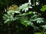 Sorbus aucuparia