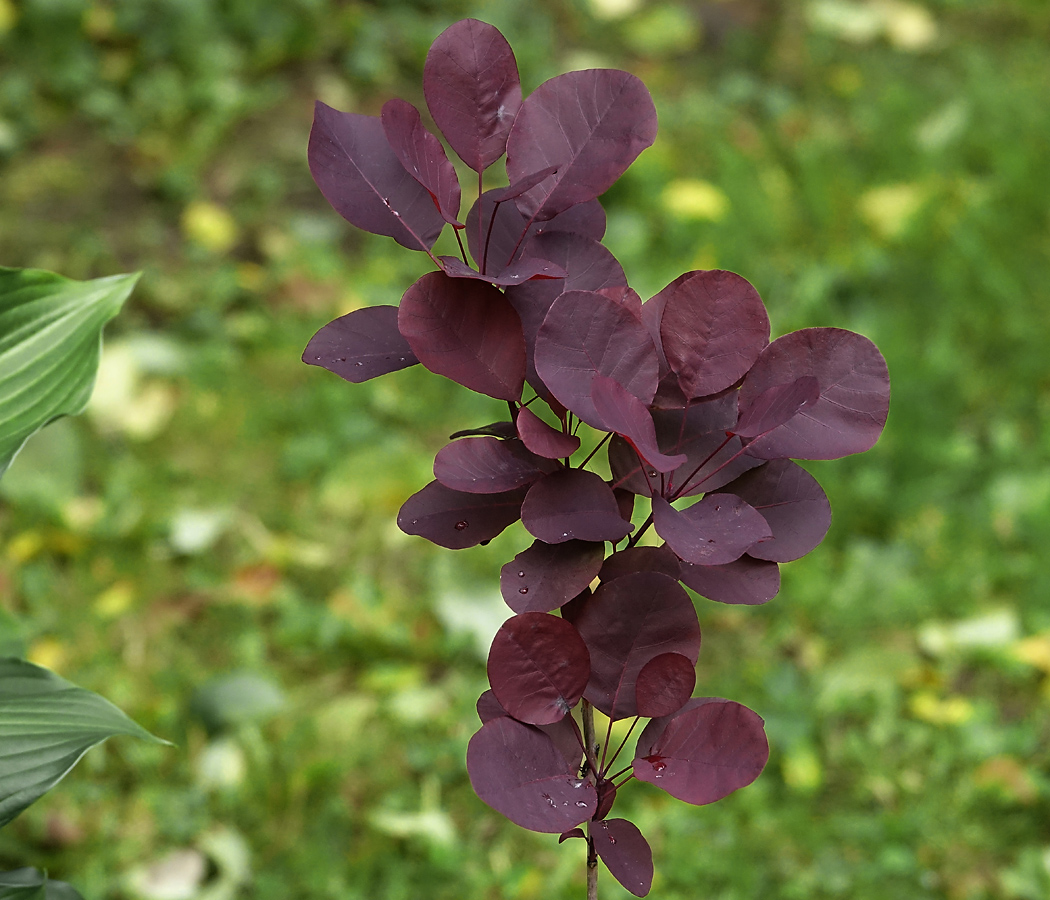 Изображение особи Cotinus coggygria.