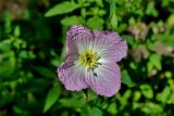 Oenothera speciosa. Цветок. Крым, Карадагский заповедник, биостанция, парк. 21.06.2017.