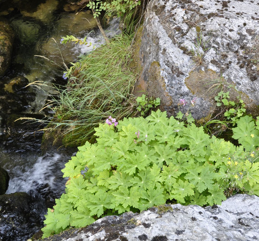 Image of Geranium macrorrhizum specimen.