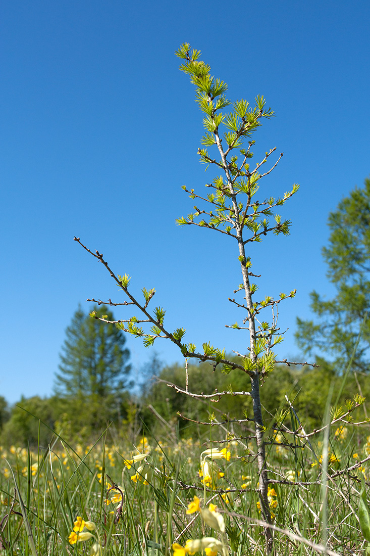 Изображение особи Larix sibirica.