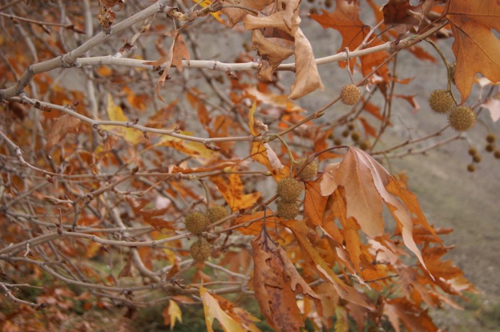 Изображение особи Platanus orientalis.