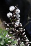 Petasites hybridus