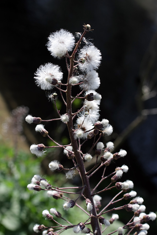 Изображение особи Petasites hybridus.