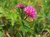 Trifolium lupinaster