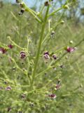 Scrophularia bicolor