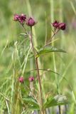 Comarum palustre