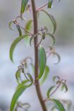 Antirrhinum majus