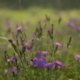 Dianthus fischeri