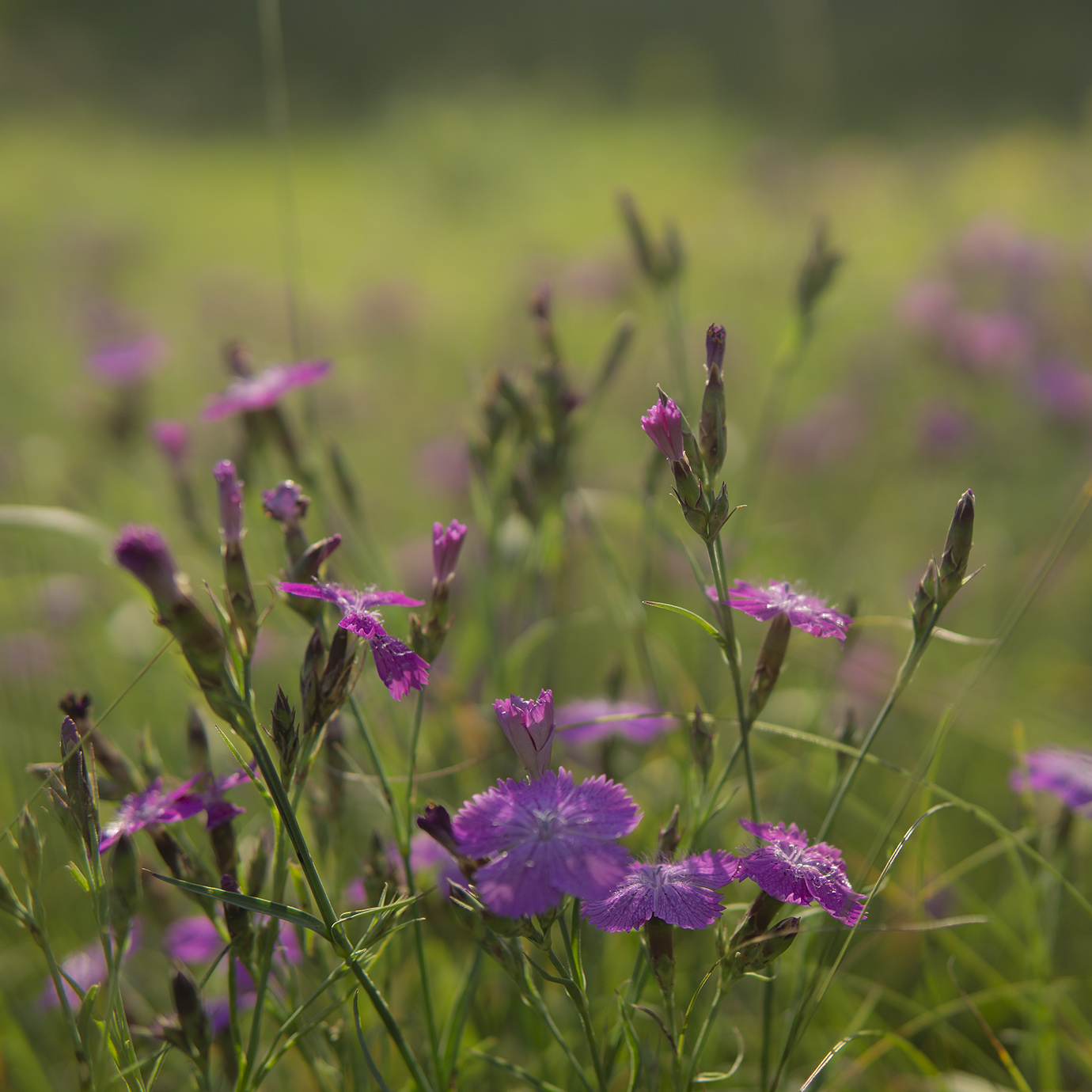 Изображение особи Dianthus fischeri.