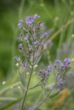 Nepeta parviflora