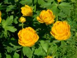 Trollius sibiricus