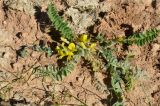 Astragalus anisomerus