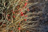 Ephedra distachya