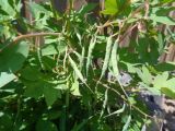 Dicentra spectabilis