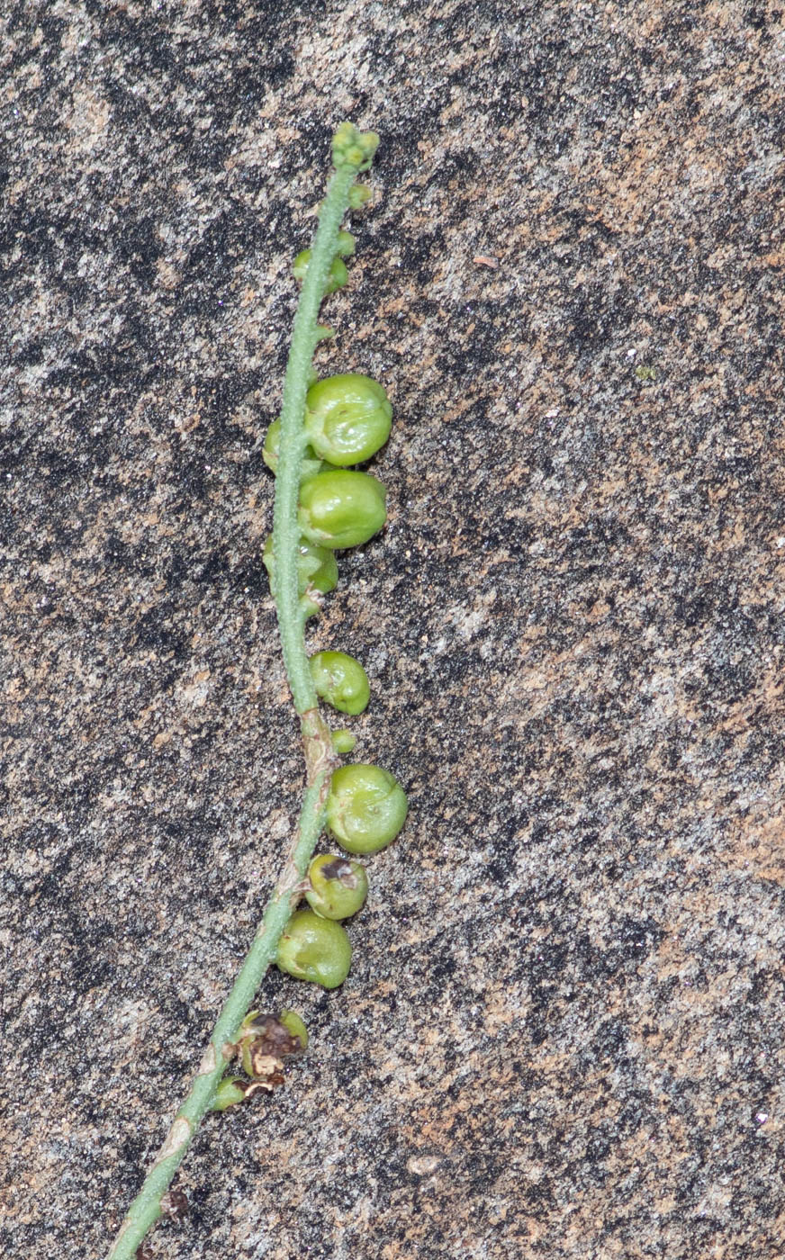 Изображение особи Heliotropium ciliatum.