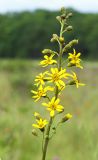 Ligularia jaluensis